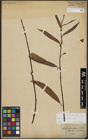 Foto von Salix acutifolia Willd.